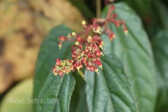 Cissus discolor